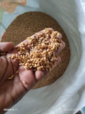 Water Affected Stock of Wheat certified Seeds